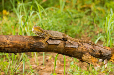 dragon agama lizard on a tree.reptile camouflaged on a tree.wildlife photography concept.