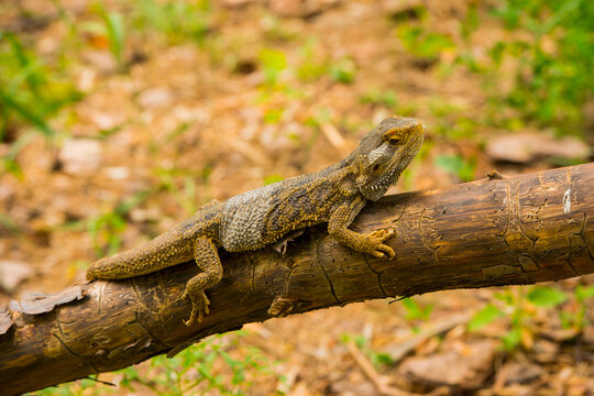 dragon agama lizard on a tree.reptile camouflaged on a tree.wildlife photography concept.