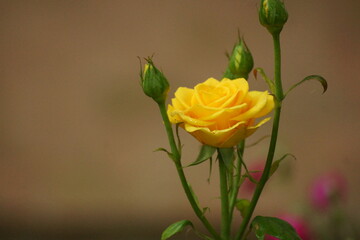 Yellow sun, green field, winding brown road.  She looks at the yellow rose: “Tell me where is my...