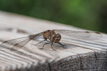 Closeup de Lib&eacute;lula Sympetrum Striolatum Sobre Madera