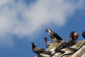 Gołębie na tle nieba, siedzące na dachu.