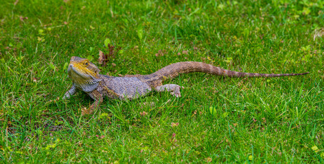 agama lizard on green grass