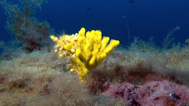 Marine life - Lillte yellow sponge in a deep seabed