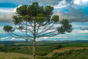 ARAUCARIAS (Araucaria angustifolia), dominant tree species in southern Brazil