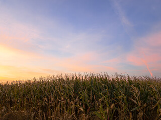 corn field against the pink sky