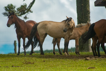 Horses in the highlands of the Santa Catarina mountains