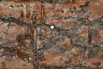 Brown wood plank texture background