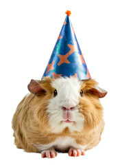 Hamster with party hat isolated on a transparant background, clipart for printing and presentations