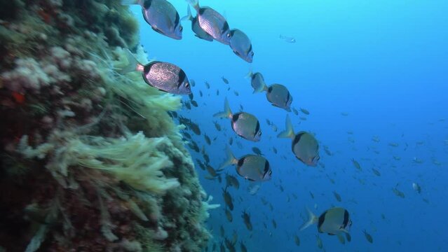 POV Scuba diving in a Majorca reef 