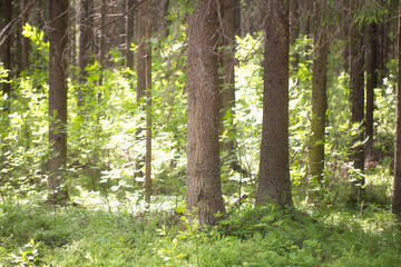 Obraz premium Spruce forest.Untouched spruce forest in summer.