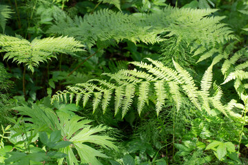 A fern in the summer forest.Summer forest and plants in the forest.
