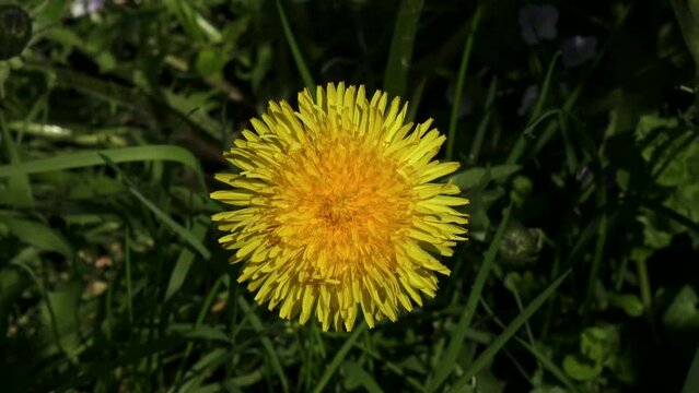 Yellow dandelion flower in breeze	