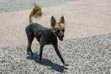 Ein ziemlich räudig aussehender Hund auf einem Betonplatzt.