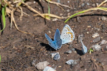 Lycaenidae / Çokgözlü Mavi / Common Blue / Polyommatus icarus