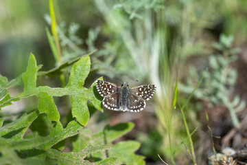 Hesperiidae / Ebegümeci Zıpzıpı / Grizzled Skipper / Pyrgus malvae

