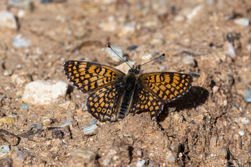 Fototapeta na wymiar Nymphalidae / Benekli Büyük İparhan / Knapweed Fritillary / Melitaea phoebe