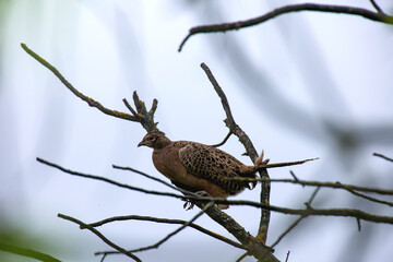 Ein Jagdfasan, Fasan sitzt in der Krone eines Baumes.