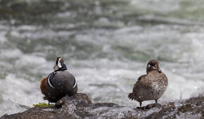 Male and Female Harlequin Ducks in the Yellowstone River 