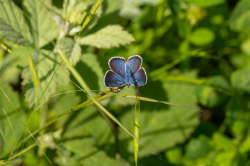 Lycaenidae / Çokgözlü Güzel Mavi / / Polyommatus bellis © Yasin