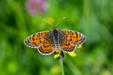 Nymphalidae / Benekli Büyük İparhan / Knapweed Fritillary / Melitaea phoebe