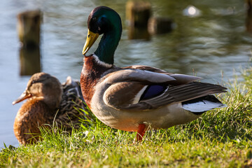 Eine männliche Stockente am Rand eines Teiches.