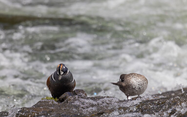 Fototapeta premium Male and Female Harlequin Ducks in the Yellowstone River 