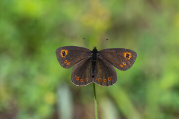 Orman Güzelesmeri » Erebia medusa » Woodland Ringlet