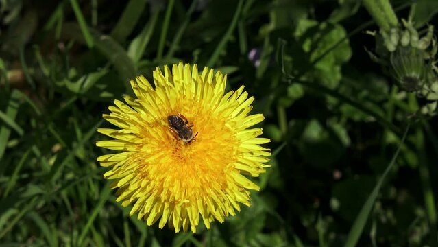 Bee and yellow dandelions. Bee collecting nectar. Bee and yellow flower.