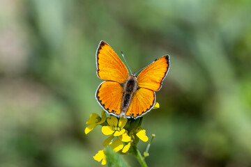 Lycaenidae / Küçük Ateş / Lesser Fiery Copper / Lycaena thersamon