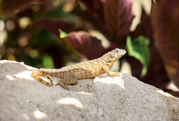 Eine gescheckte Eidechse mit einem geringelten Schwanz auf Kuba.