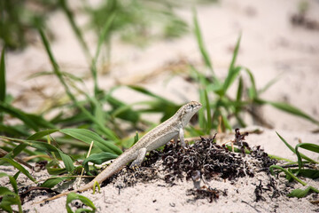 Eine längs gestreifte Eidechse am Strand auf Kuba.
