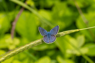 Lycaenidae / Çokgözlü Mavi / Common Blue / Polyommatus icarus