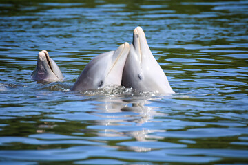 Eine Delfingruppe in einer Bucht mit Mangrovenbäume, Delfine. © boedefeld1969