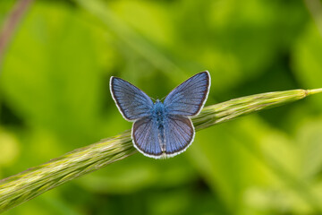 Lycaenidae / Çokgözlü Mavi / Common Blue / Polyommatus icarus