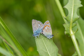 Lycaenidae / Çokgözlü Mavi / Common Blue / Polyommatus icarus