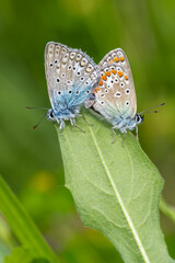 Obraz na płótnie Canvas Lycaenidae / Çokgözlü Mavi / Common Blue / Polyommatus icarus