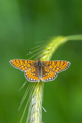 Nymphalidae / Nazuğum / Marsh Fritillary / Euphydryas aurinia