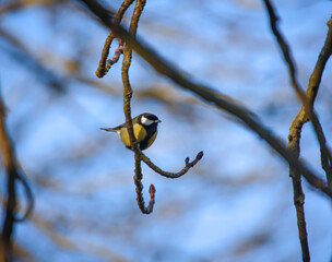 Eine Kohlmeise sitzt im Frühjahr auf einem Baum auf dem Weg zu ihrem Nisthaus.
