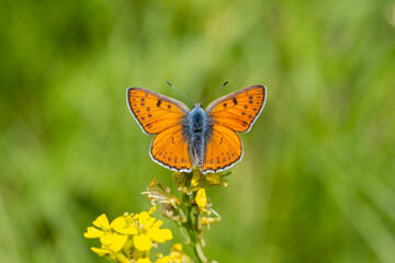  Büyük Mor Bakır » Lycaena alciphron » Purple-shot Copper