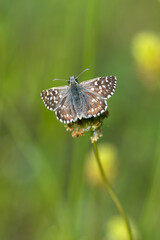 Hesperiidae / Ebegümeci Zıpzıpı / Grizzled Skipper / Pyrgus malvae