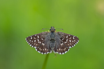 Hesperiidae / Ebegümeci Zıpzıpı / Grizzled Skipper / Pyrgus malvae