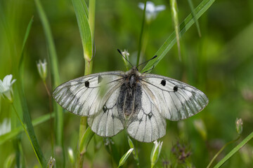 Papilionidae / Dumanlı Apollo / Clouded Apollo / Parnassius mnemosyne