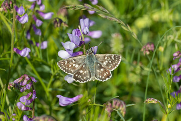Hesperiidae / Suriye Zıpzıpı / Syrian Skipper / Muschampia nomas