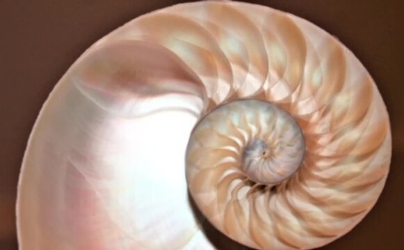 nautilus shell stock Fibonacci footage video clip turning golden ratio number sequence natural background half slice section