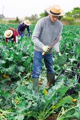 Man farmer wearing a straw hat harvesting broccoli at a vegetable farm on a sunny spring day