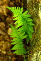 Detail of green fern plant in nature with dark background
