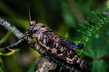 Heuschrecke auf einem Ast, Makroaufnahme