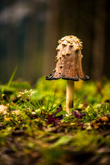 Pilz im Wald