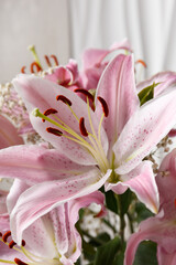 Pink lily flowers on a white background close-up.