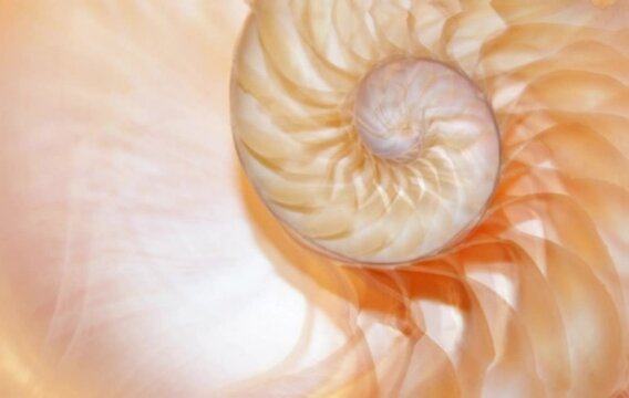 nautilus shell Fibonacci spiral golden ratio number sequence natural background half slice section video stock footage